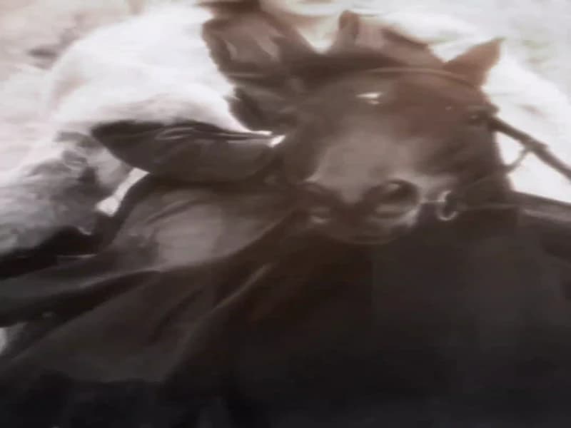 [260322] 후명호 더우인